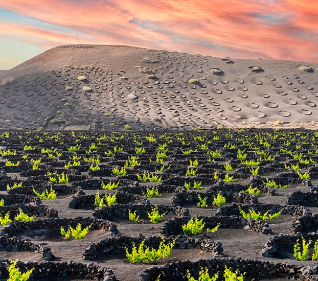 La Geria lanzarote