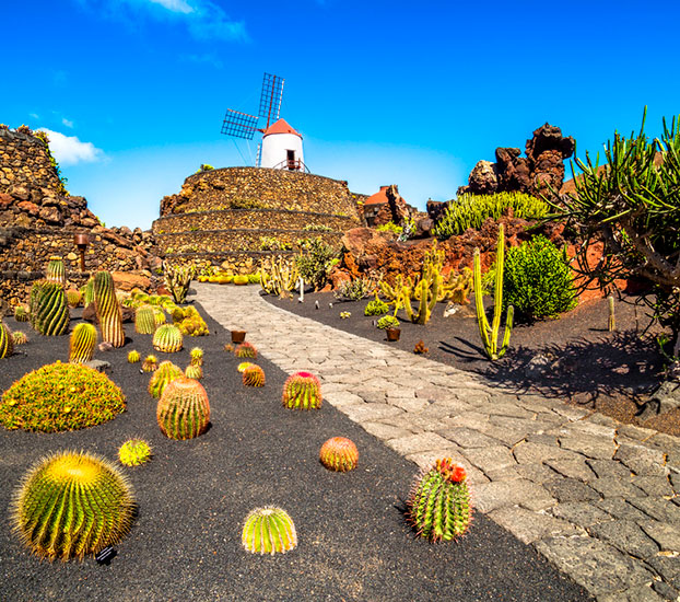 Colección de cactus 